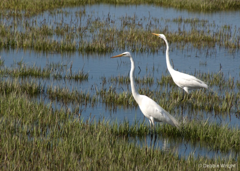 Great Egrets