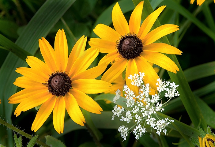 Black Eyed Susan, Smoky Mountains