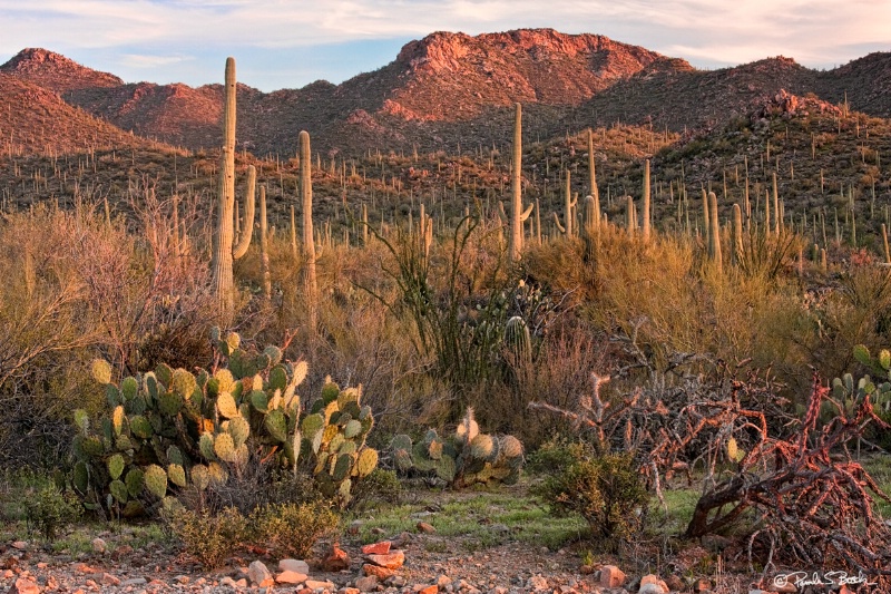 Saguaro National Park Spring
