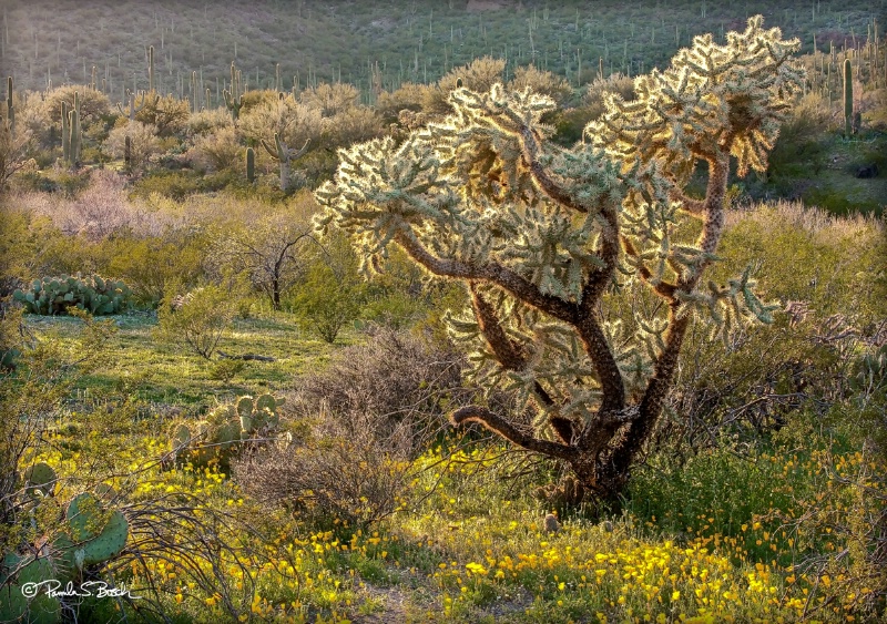 Spring at Picture Rocks