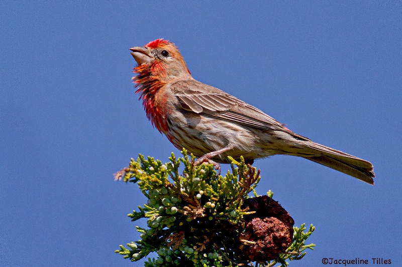 House Finch