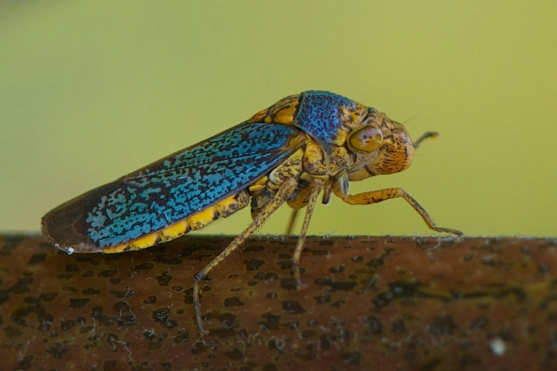 Smiling Sharpshooter Leafhopper