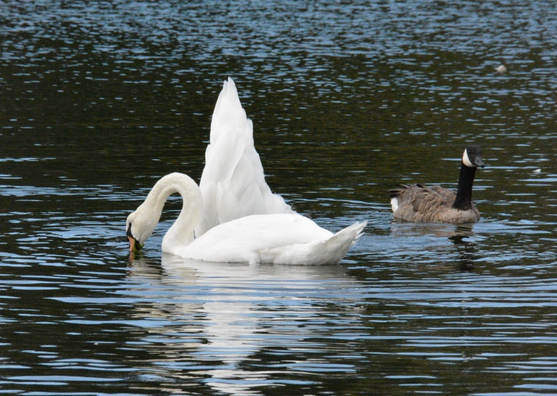 One or Two Swans