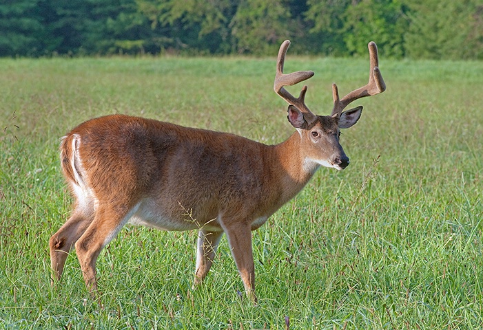 Buck 29, Cades Cove, GSMNP