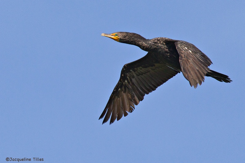 Double-Crested Cormorant in Flight