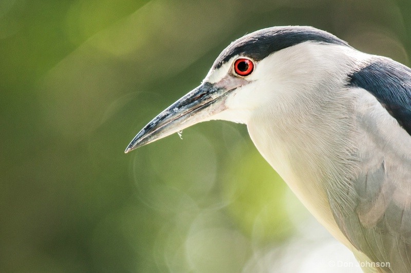Wild Night Heron at Nat Zoo