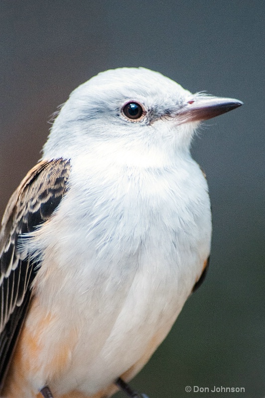 Bird at National Aviary