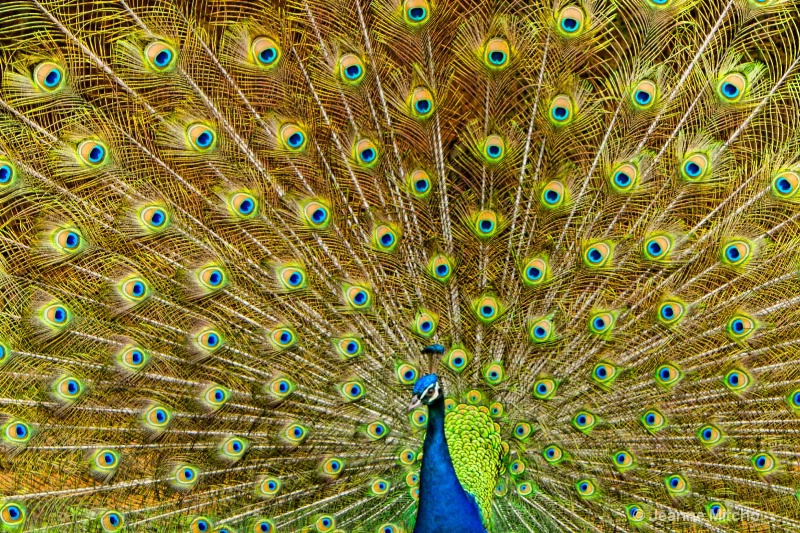 Honolulu Zoo, O'ahu