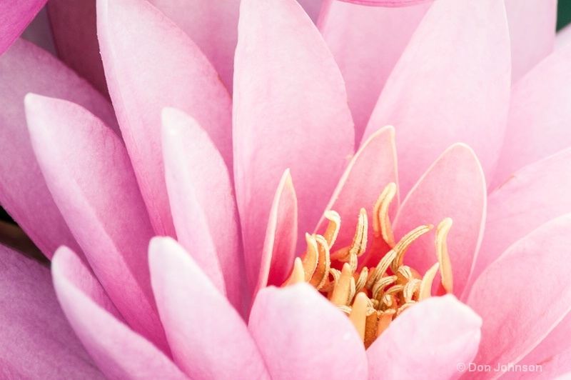 Pink Lily at Lilypons