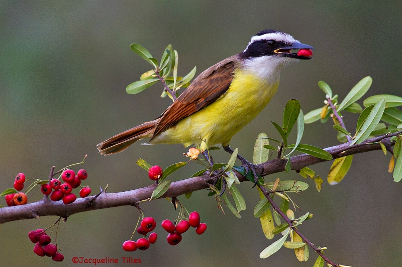 Great Kiskadee