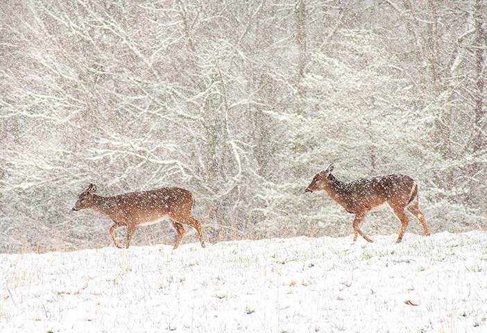 Two Does in Snow, Cades Cove, GSMNP