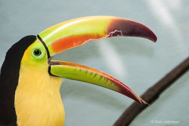 Toucan Yawn