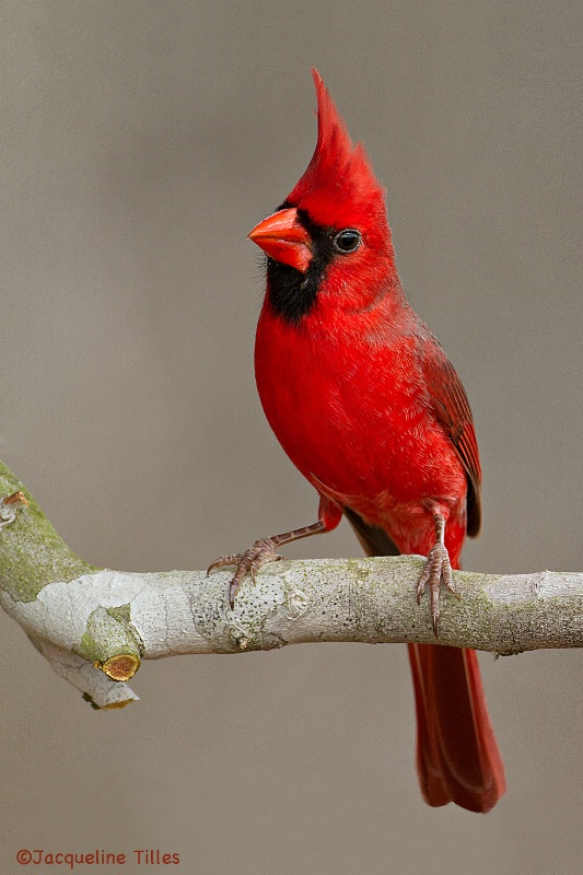 Northern Cardinal