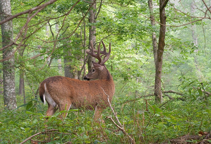 Buck 30, GSMNP