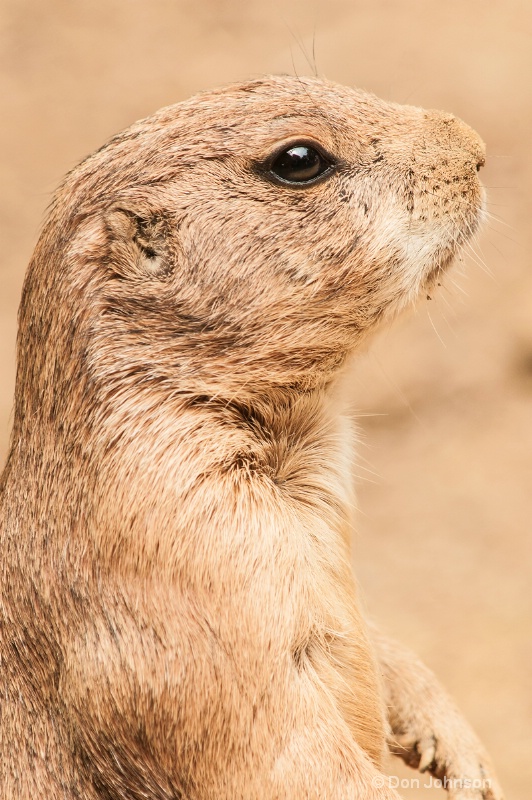 Prairie Dog