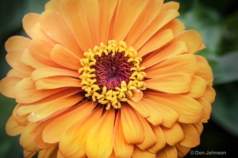 Pittsburgh Orange Flower