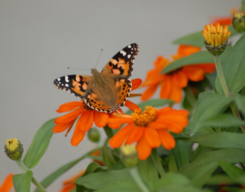 Butterfly and Zinnias