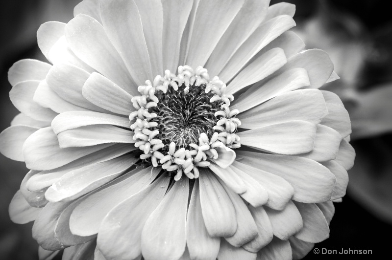 Pittsburgh Orange Flower B&W