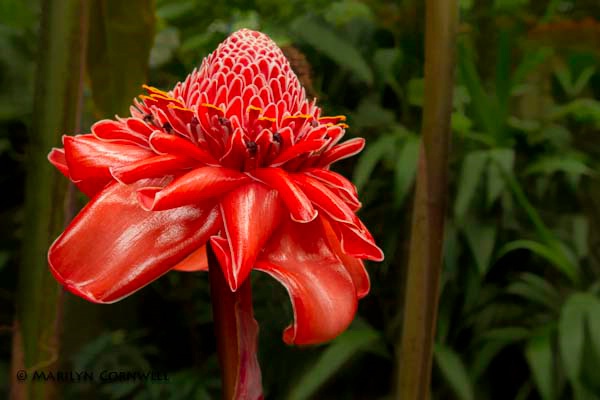 Scarlet Torch Lily