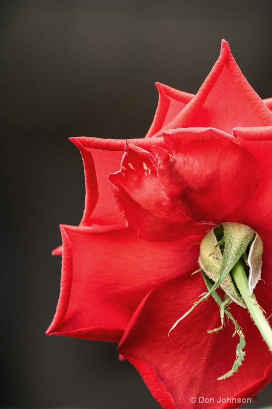 Back of Red Rose