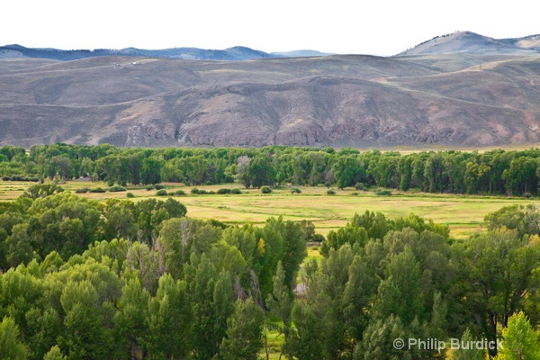 woodland view