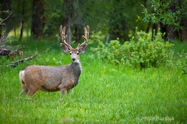 woodland buck