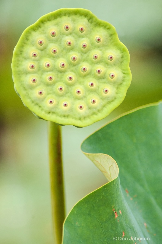 fdk lotus pod 3-0 f lr 9-2-13 j051