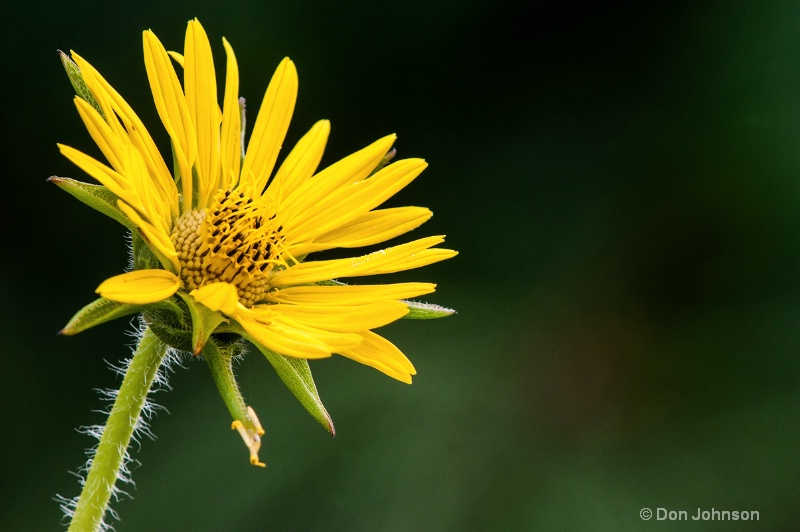 Yellow Pittsburgh Flower