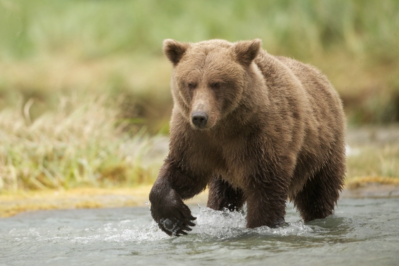 Bear Paw