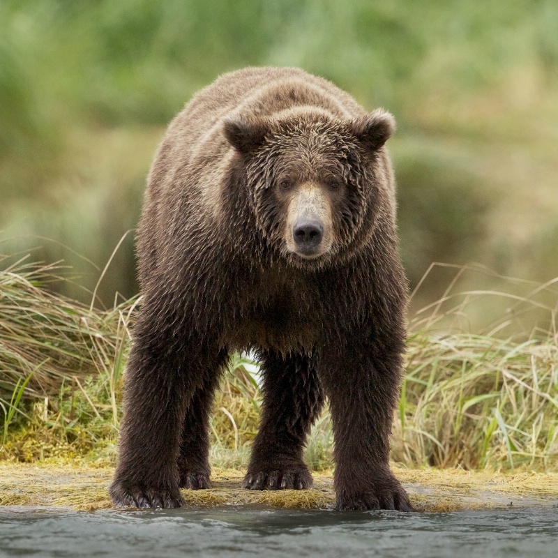 Bear Staring Contest