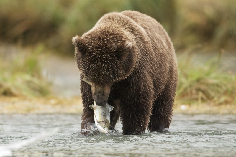 Bear Gets Salmon