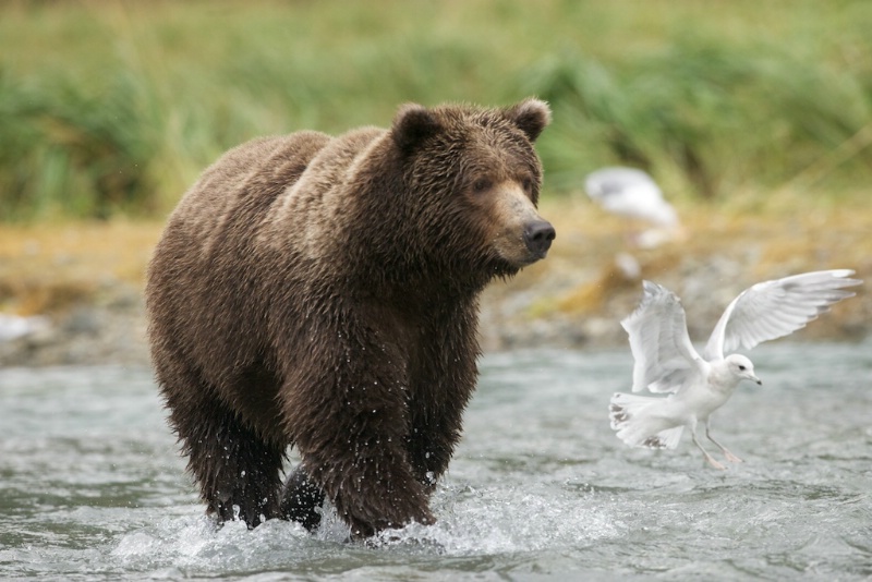 Katmai Brown Bear