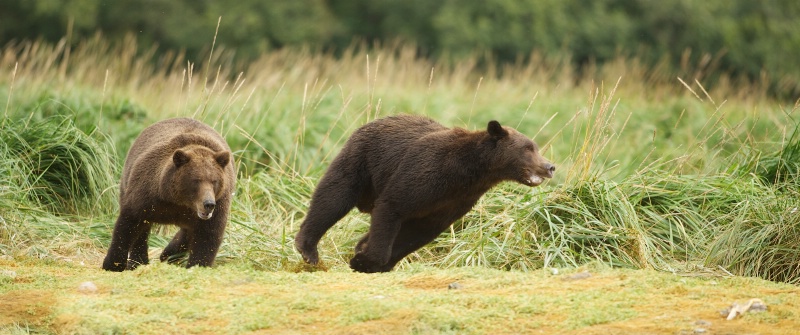 Bear Chase