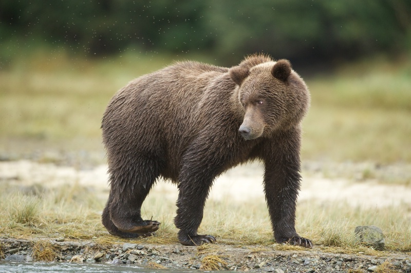 Bear Eyeing Artie Morris