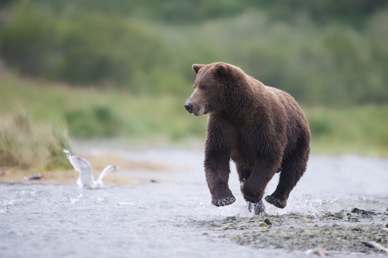 Bear High Jump