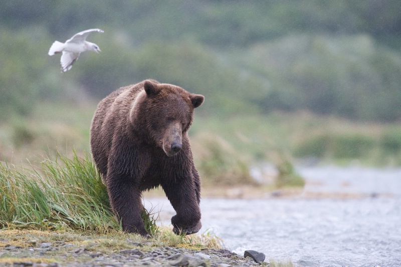 Bear Fishing on the Shore