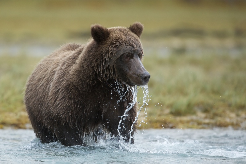 Missed the Salmon but Got Wet Face