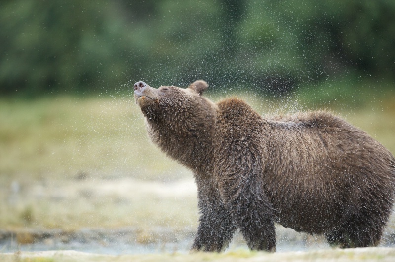 Bear Shake