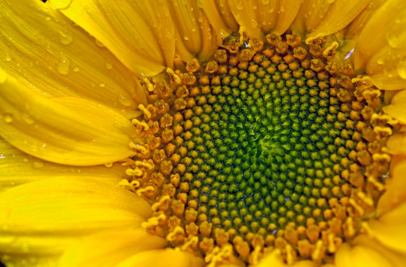 sunflower on a rainy day