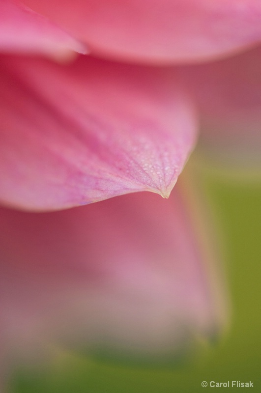 A Delicate Pink Tip