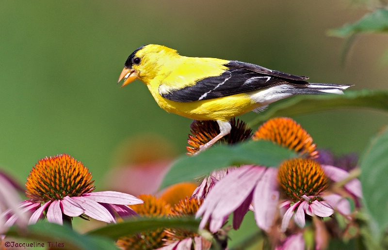 American Goldfinch on Coneflowers