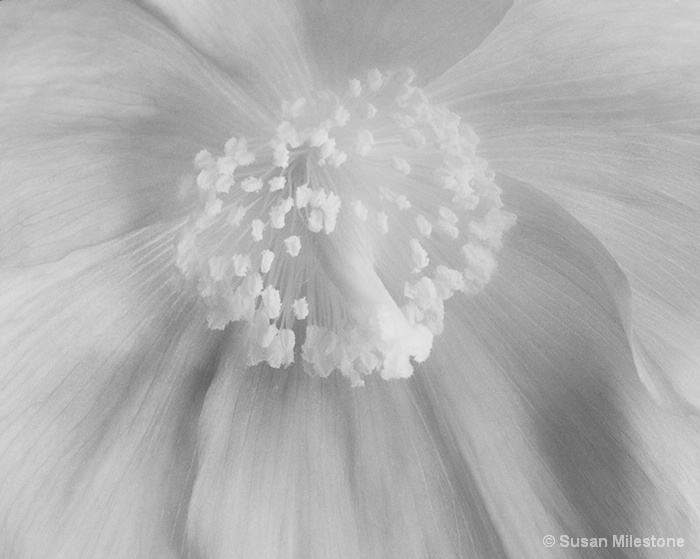 Blue Poppy Infrared 7240