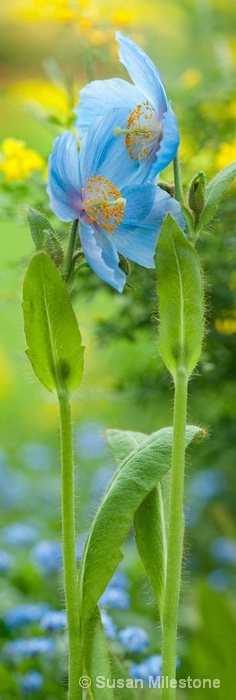 Blue Poppies