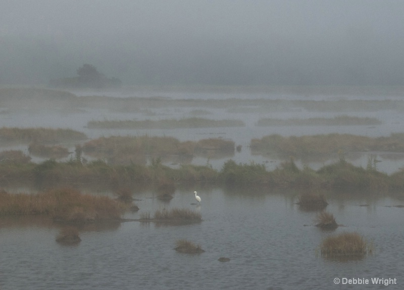 Foggy Marsh