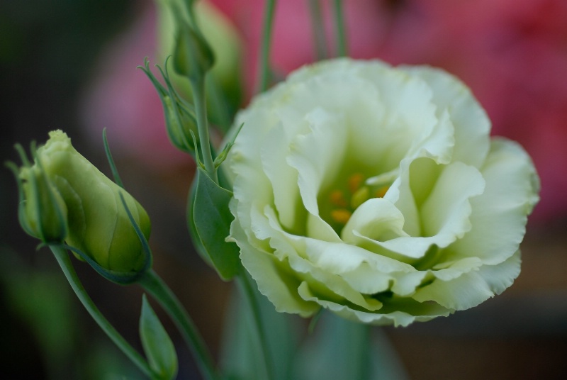 Lisianthus: Green