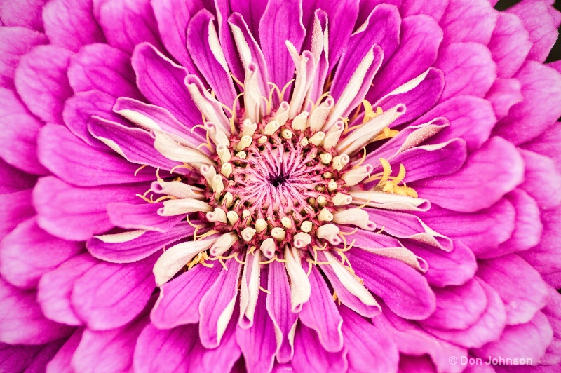 Hershey Pink Flower