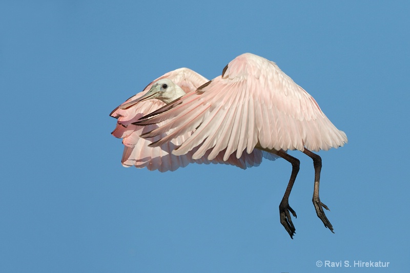 Juvenile Roseate Spoonbill, SAAF, FL