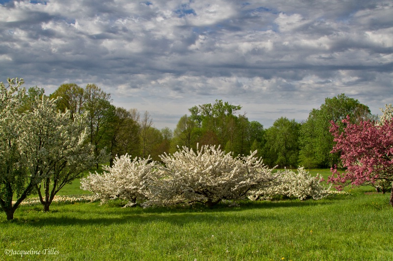 Spring Clouds and Crabapple Trees