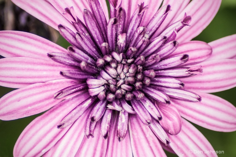 Hershey Purple Flower