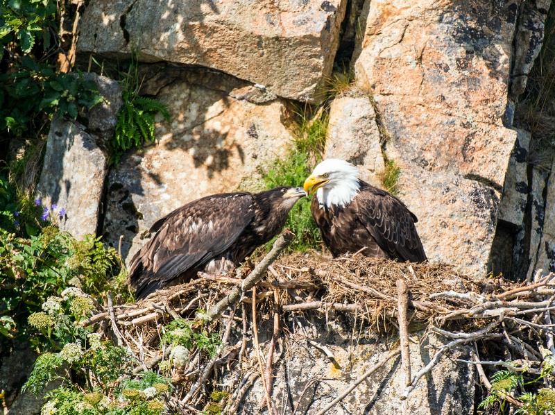 Mother Eagle feeding fledgling.